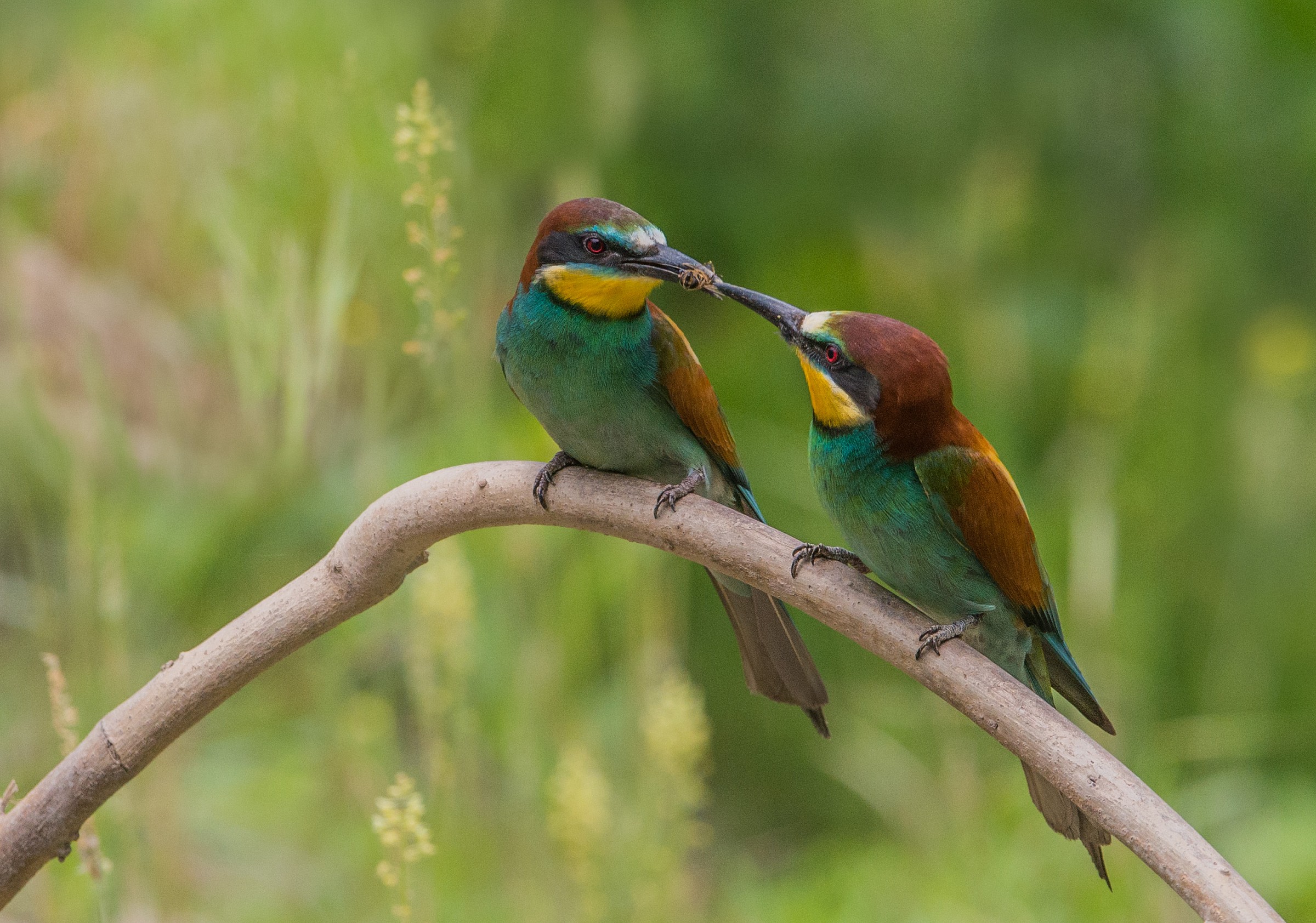 The couple eaters ..