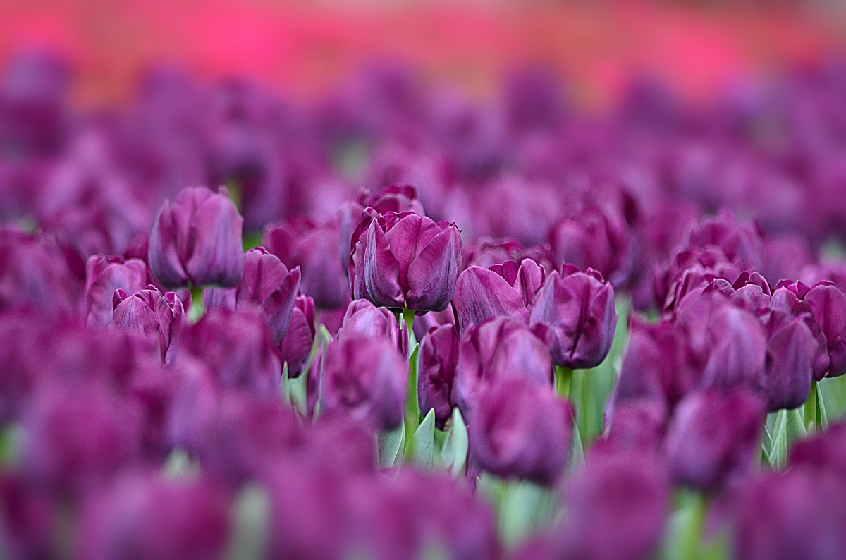Purple Tulips