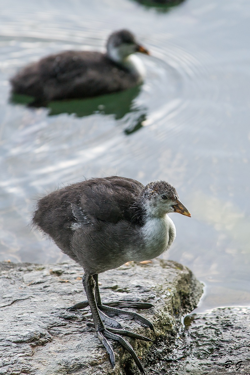 a small coot