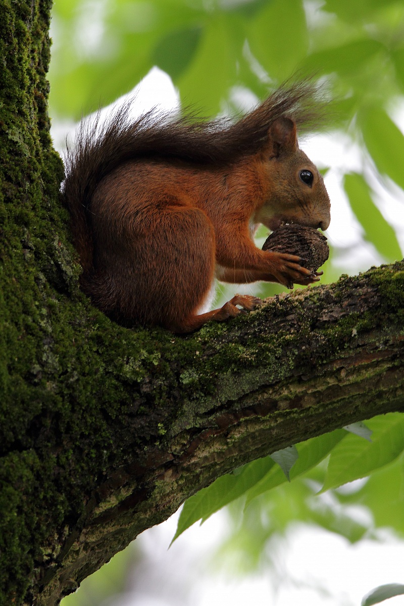 Apriscatole naturale