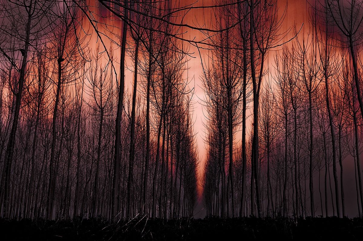 Lo spirito della foresta