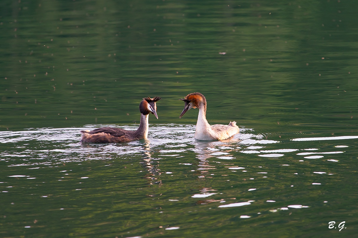 Grebe looking for a nest ...