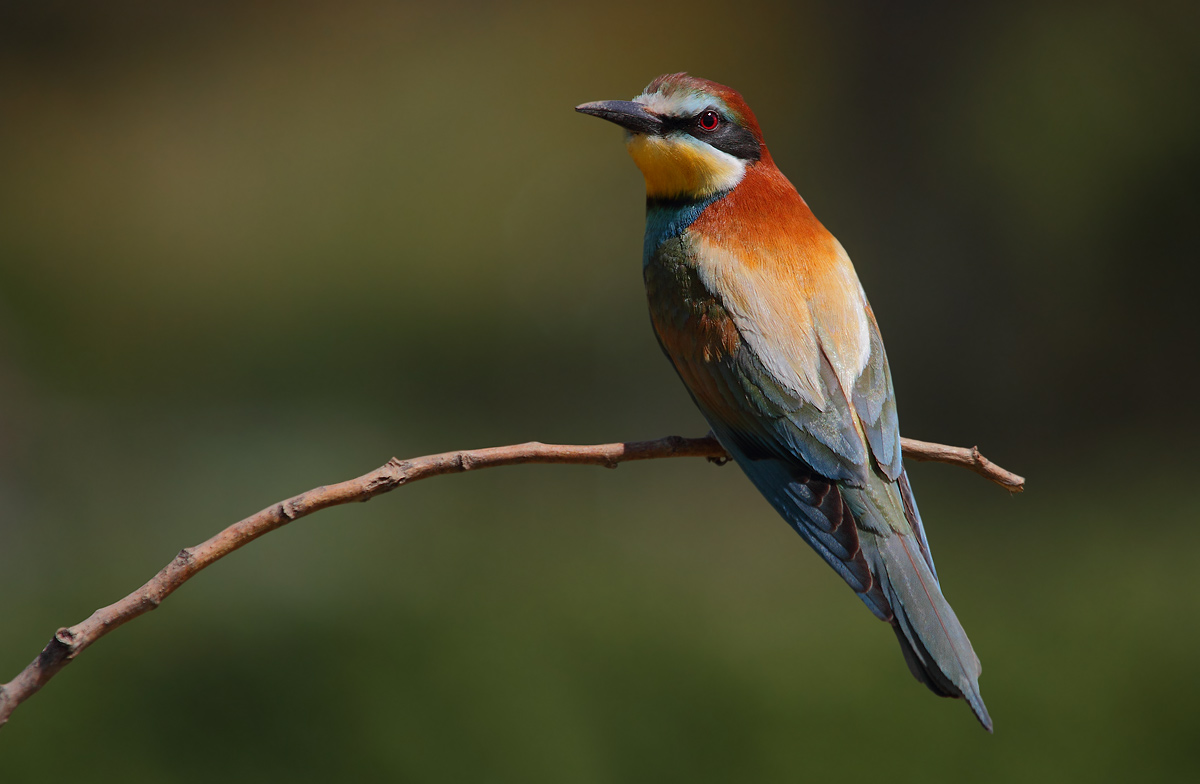 Bee-Eater