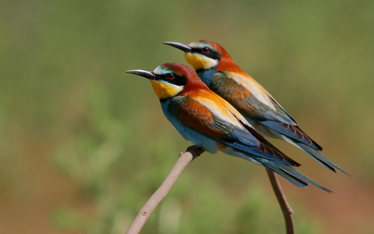 Bee-eaters