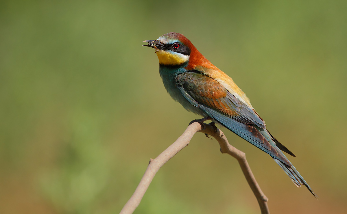 Bee-Eater