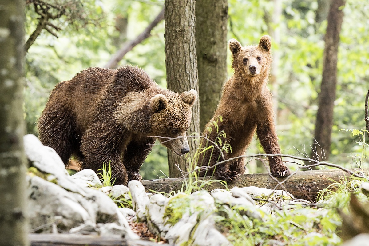 L'orso bruno foresta di Kocevje