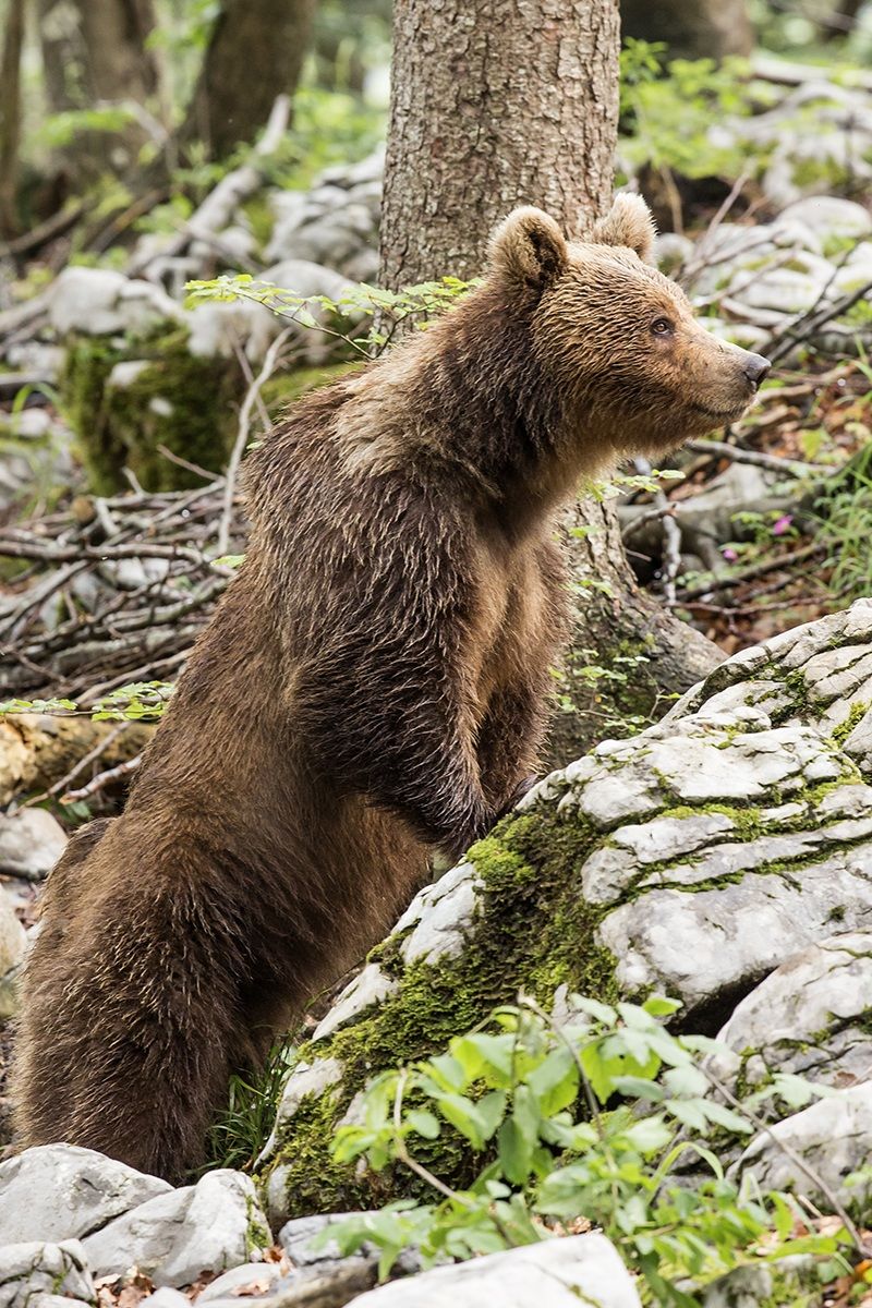 L'orso bruno foresta di Kocevje