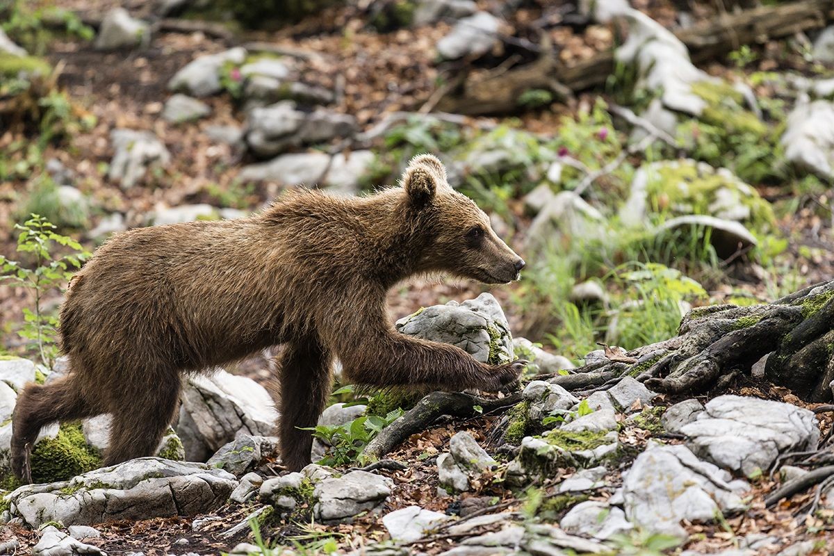 L'orso bruno foresta di Kocevje