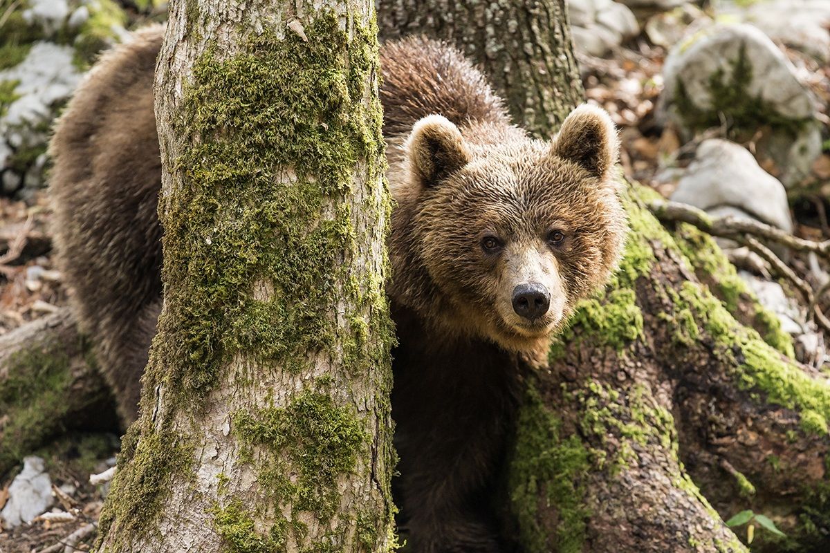 L'orso bruno foresta di Kocevje