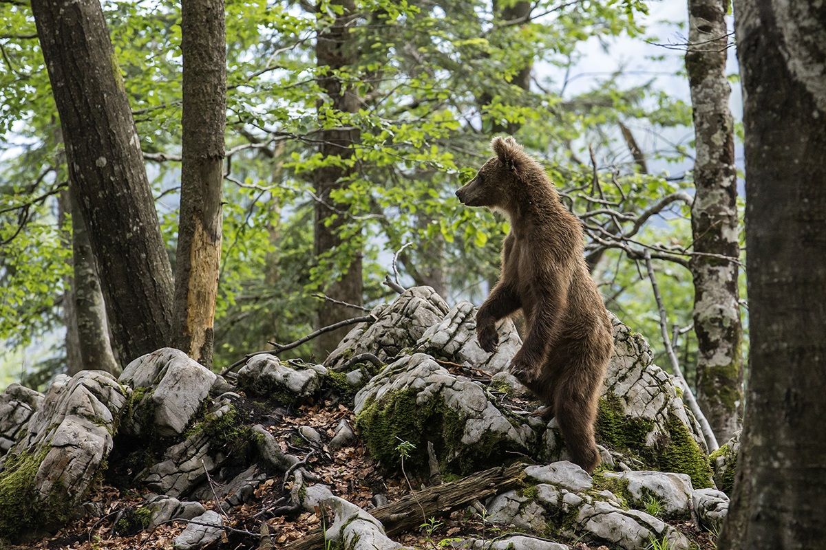 L'orso bruno foresta di Kocevje