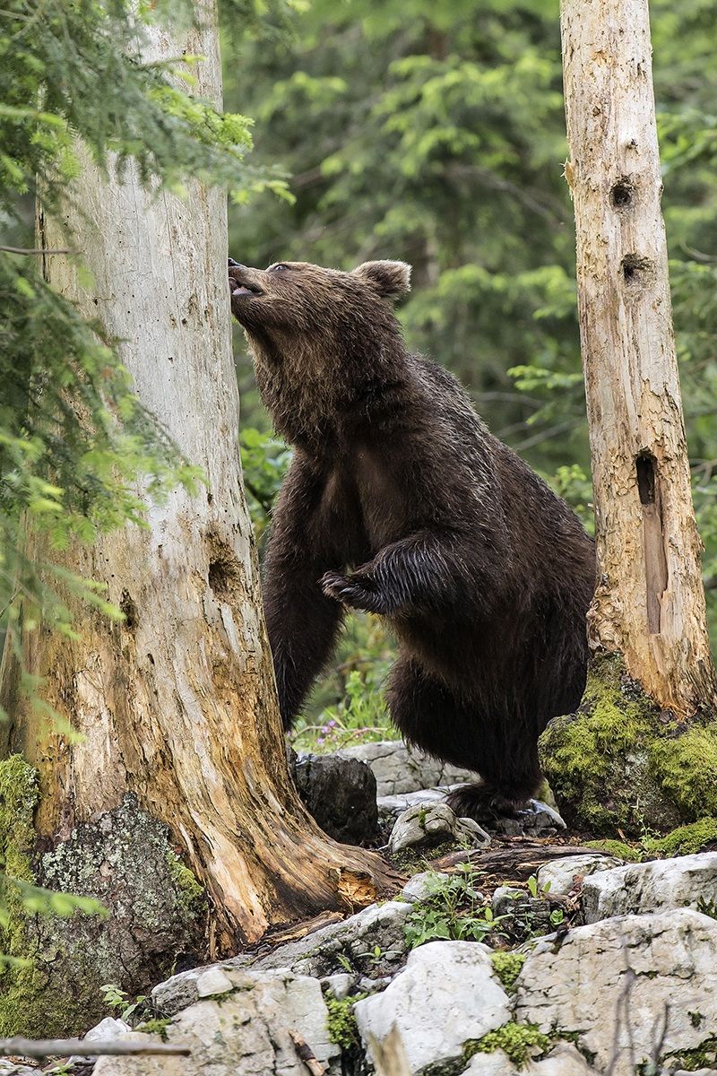L'orso bruno foresta di Kocevje