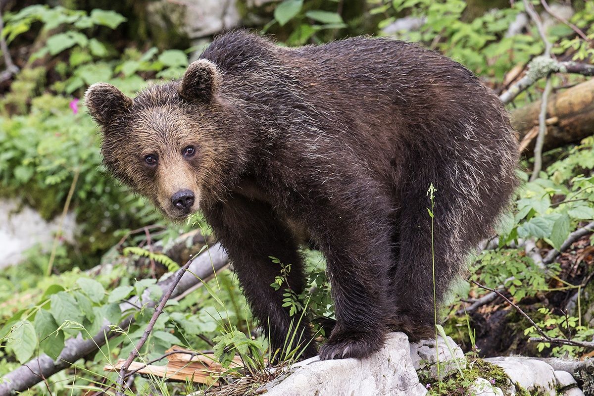 L'orso bruno foresta di Kocevje