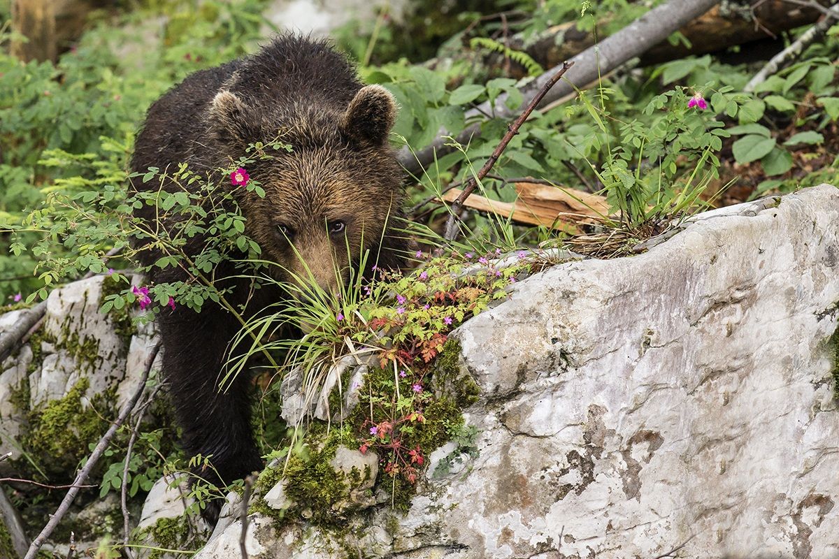 L'orso bruno foresta di Kocevje