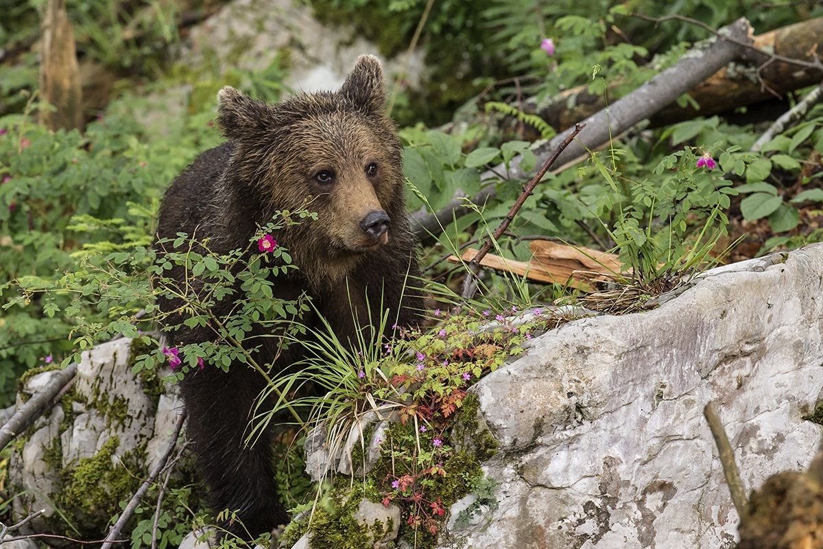 L'orso bruno foresta di Kocevje