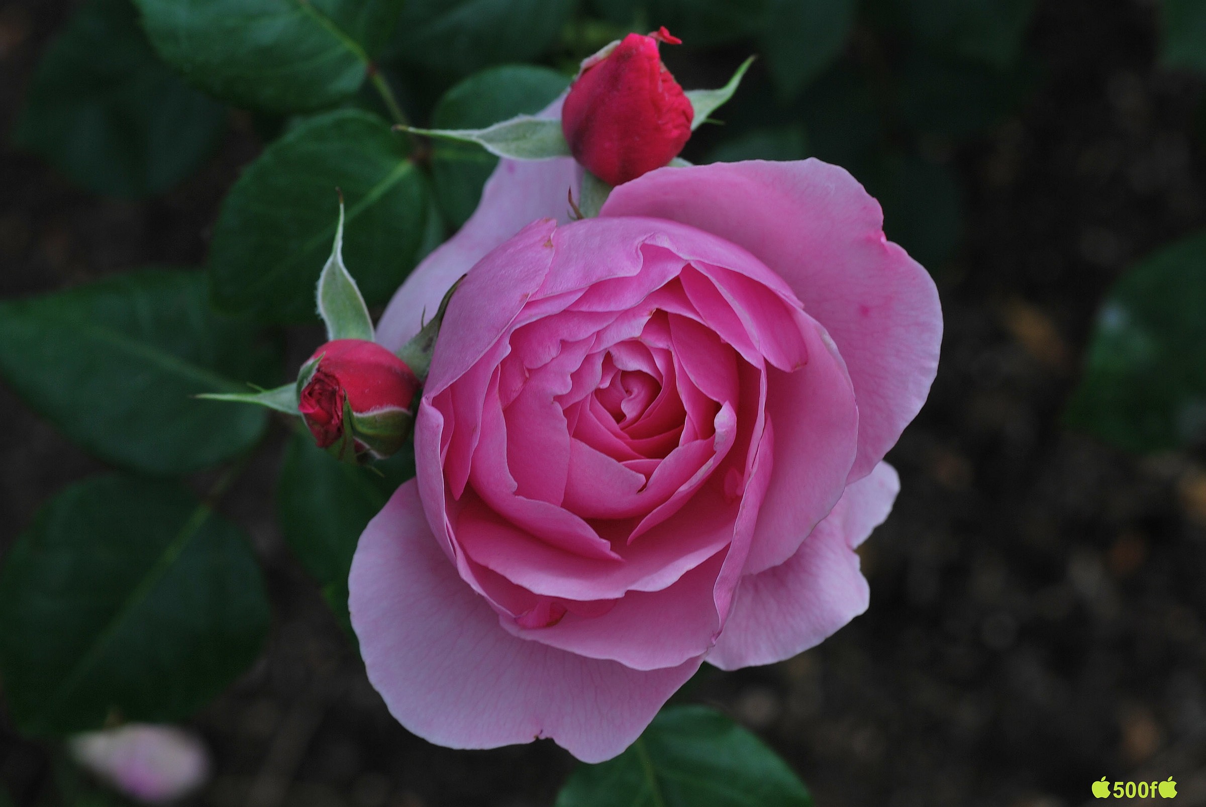 Roseto comunale Roma...