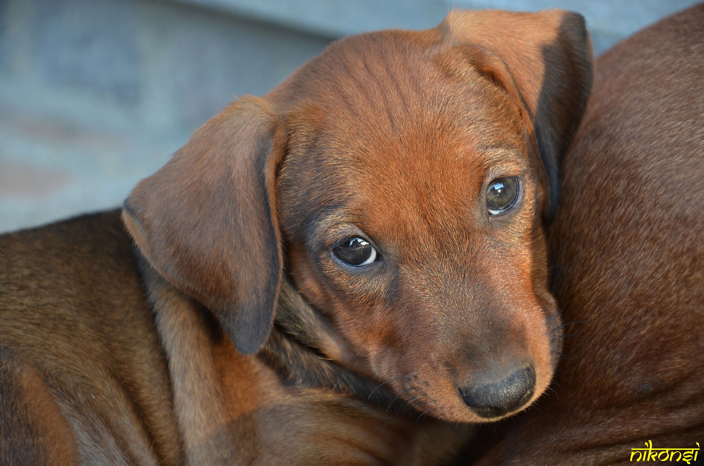 Puppy of German Pinscher