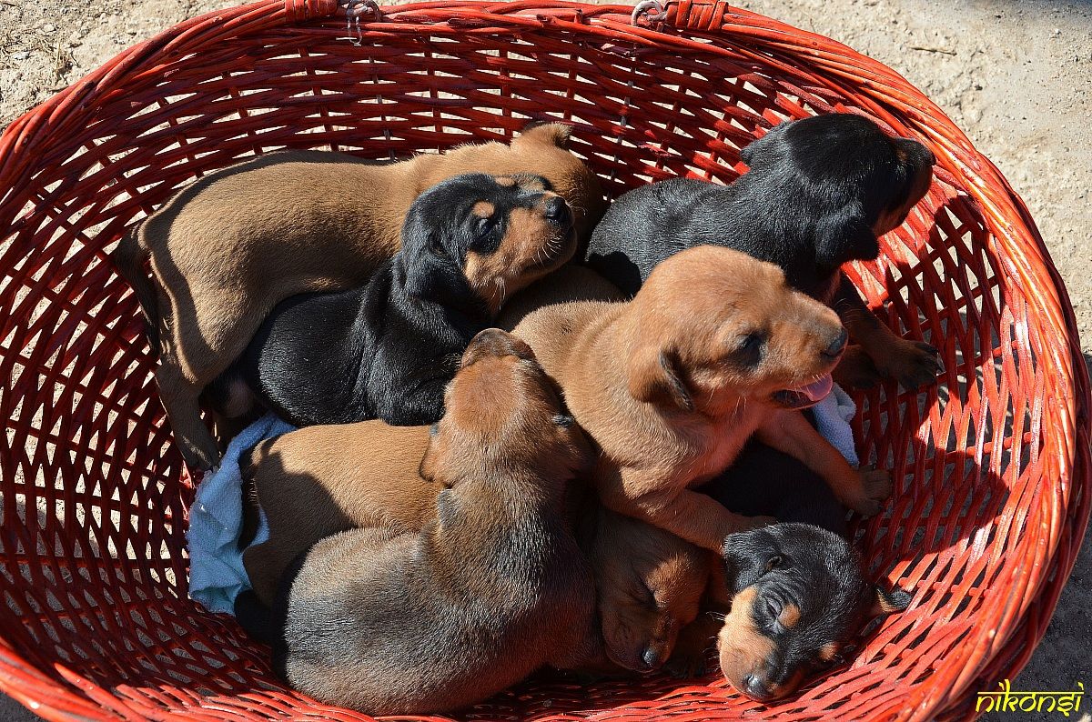Cuccioli  di German Pinscher