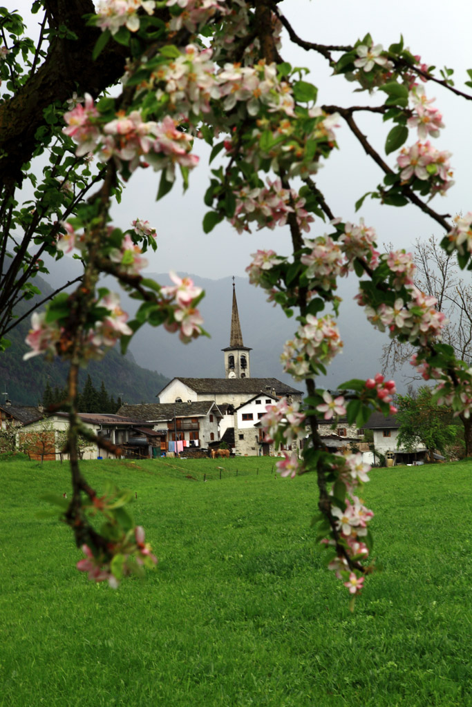 Apple trees in bloom