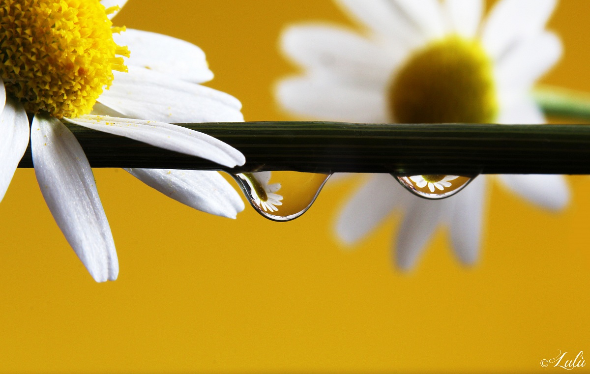 Daisys in a drop