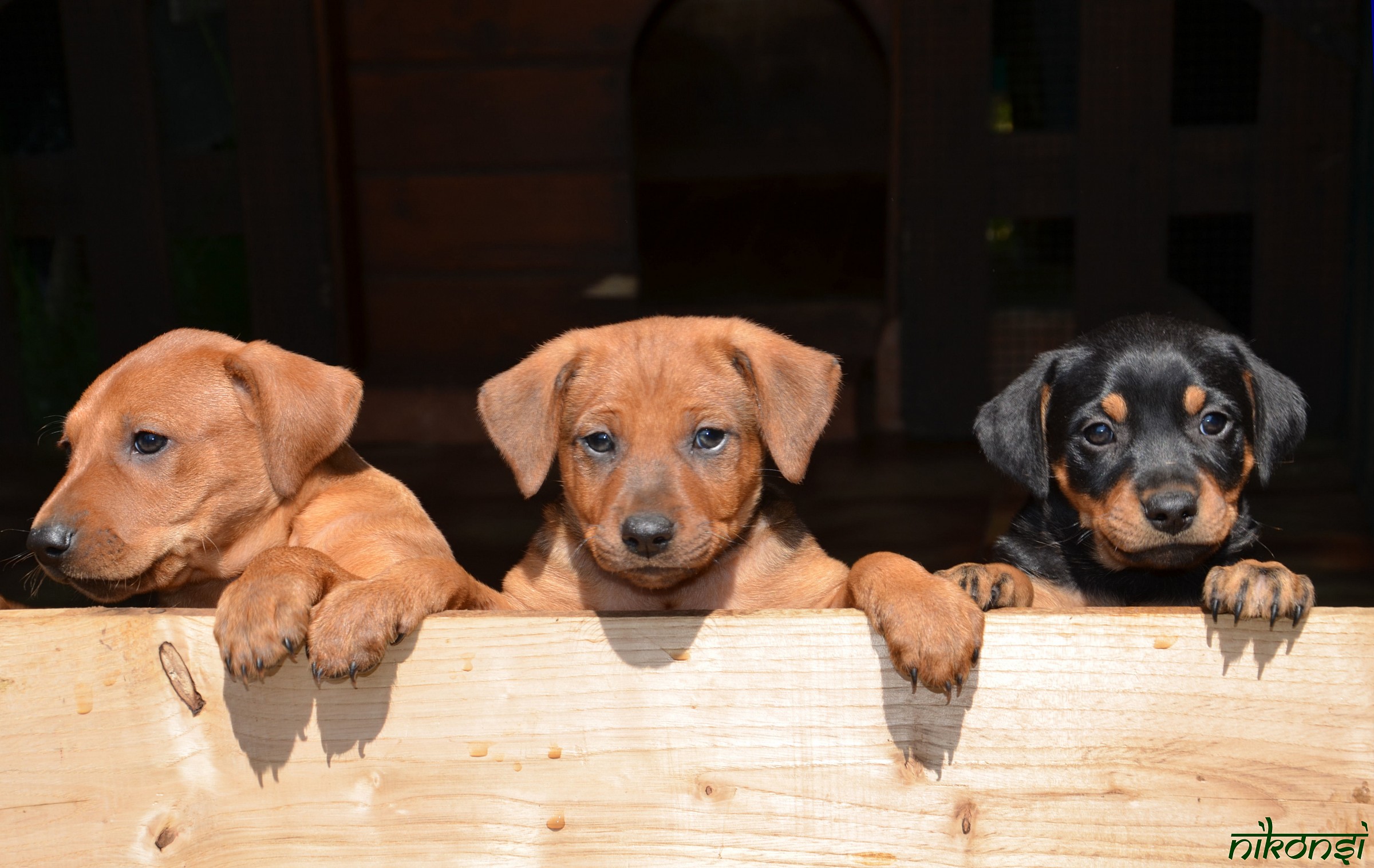 Three German Pinscher puppies