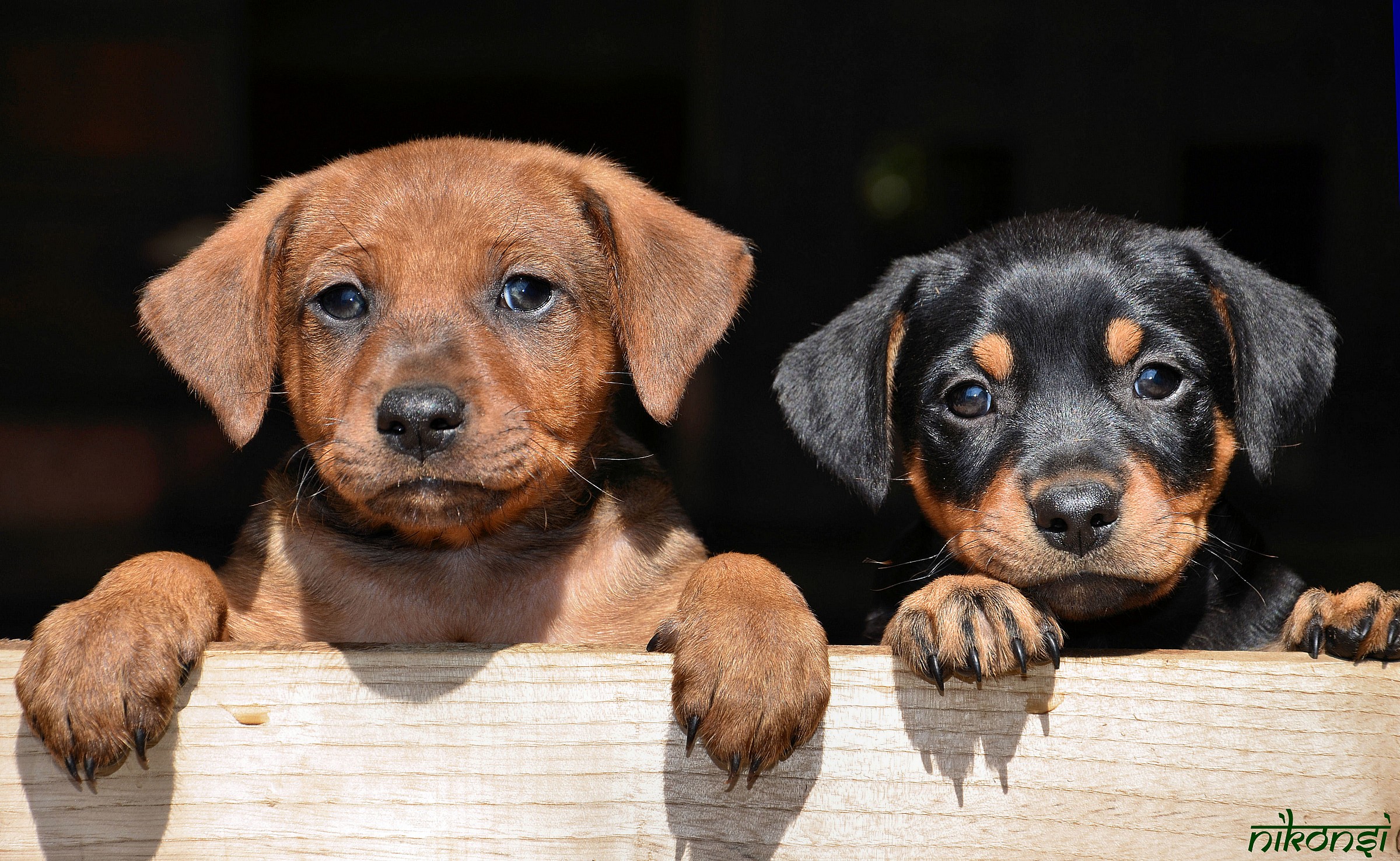 Due cuccioli di German Pinscher