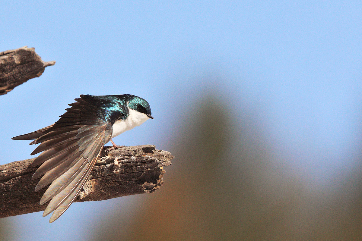 Tree Swallow