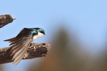 Tachycineta bicolor