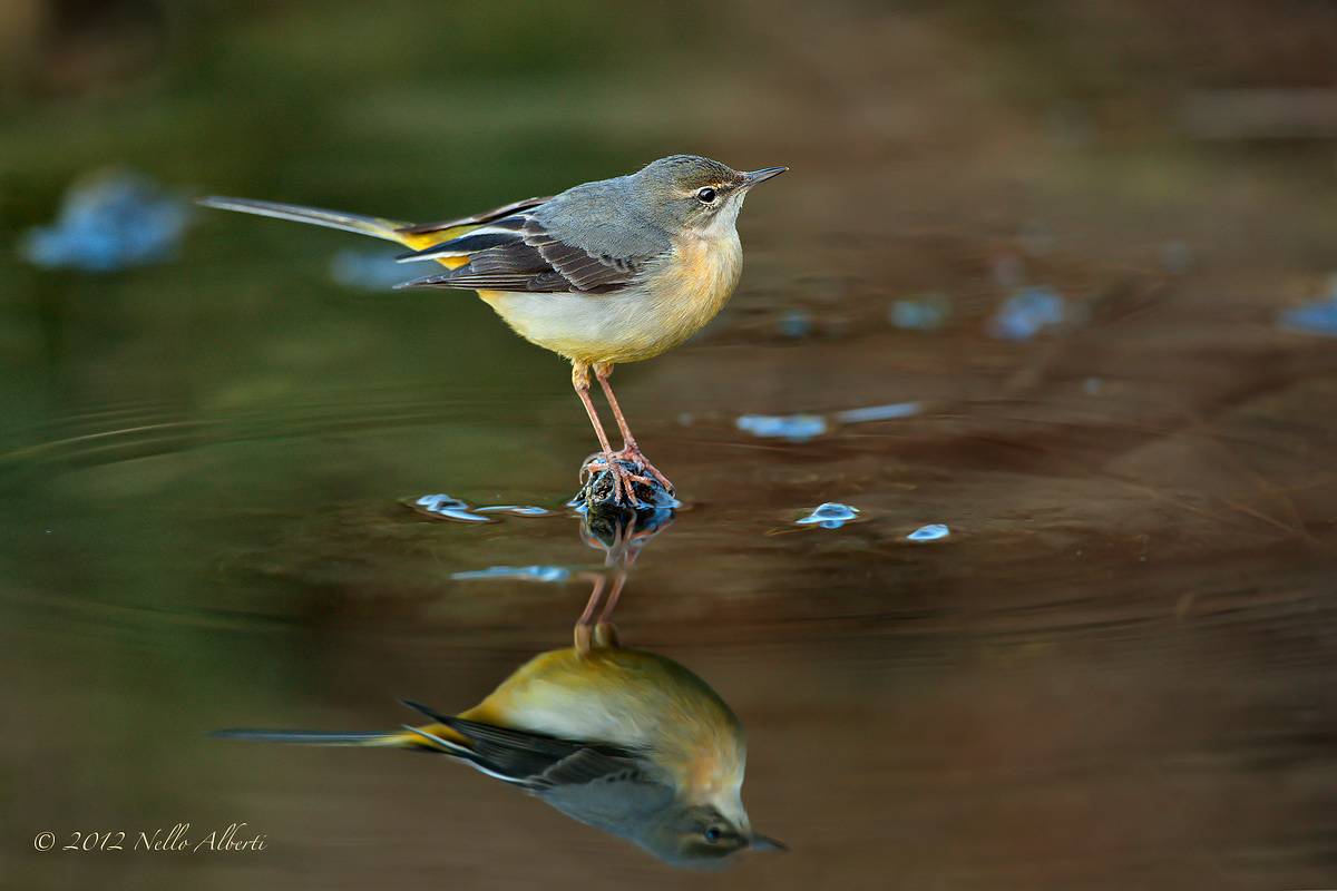 ballerina gialla il riflesso