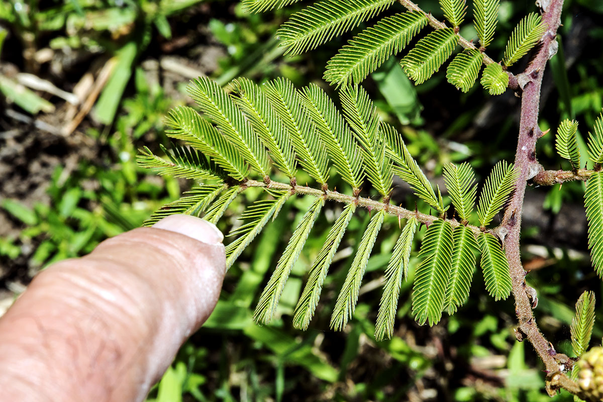 Mimosa pudica