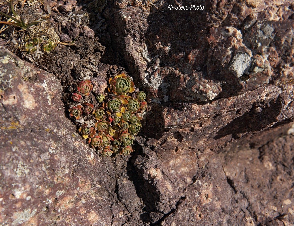 Gems among the rocks