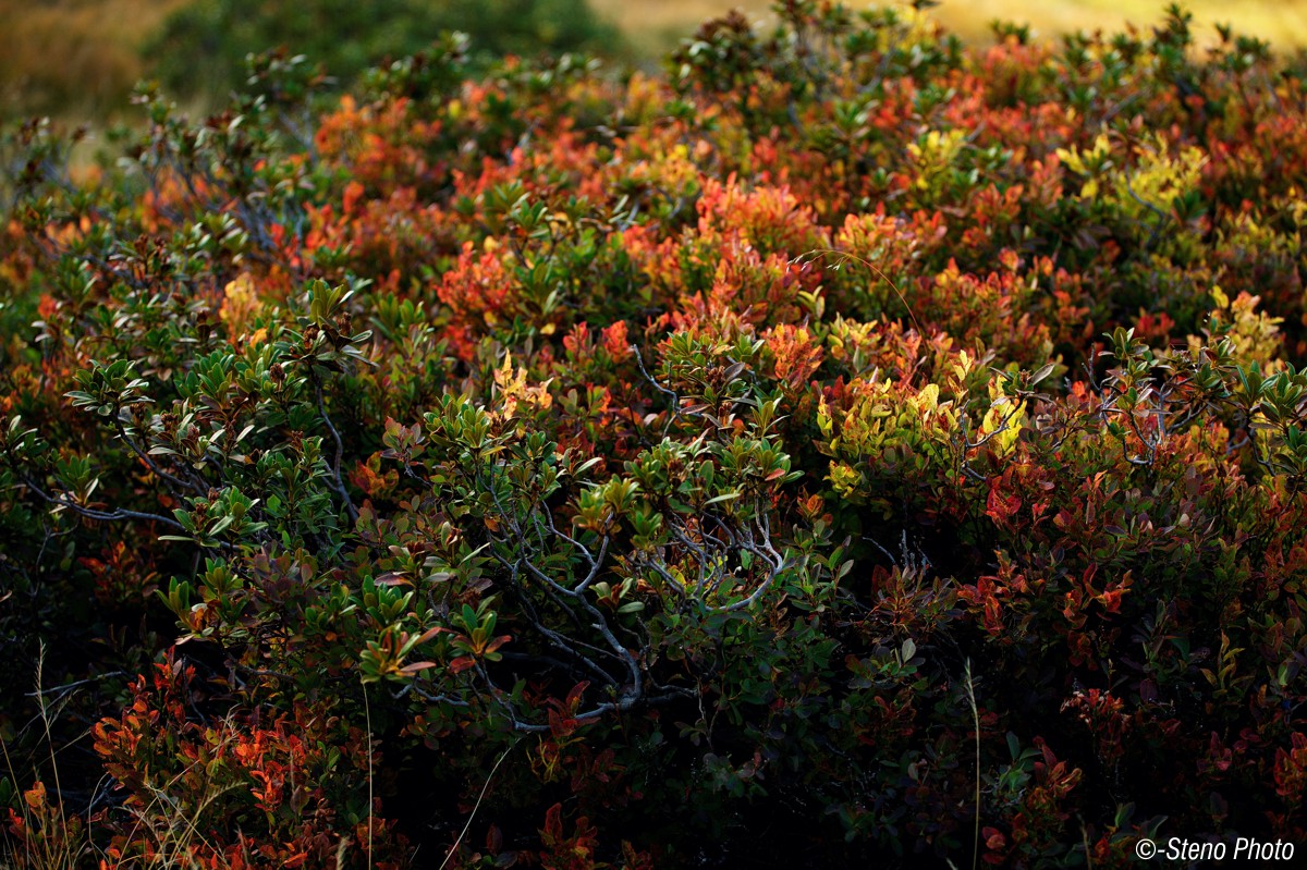 Colors of early autumn