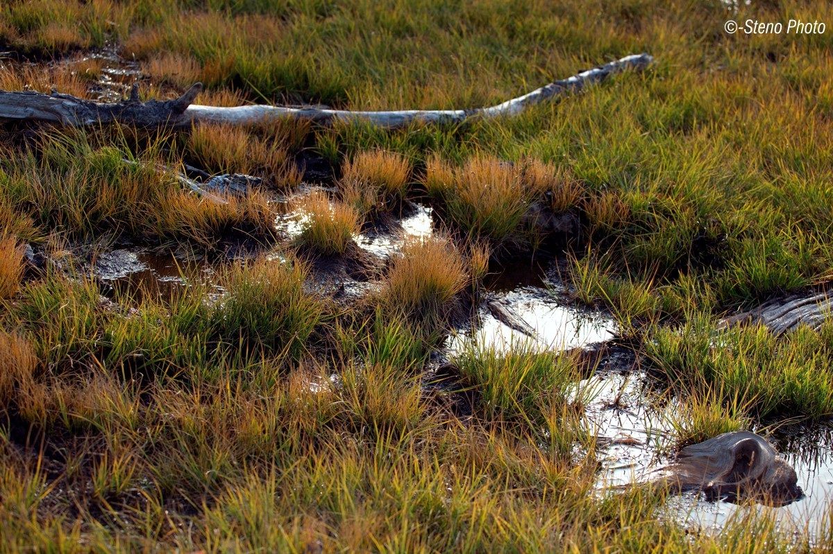 The lake Buse. antilago