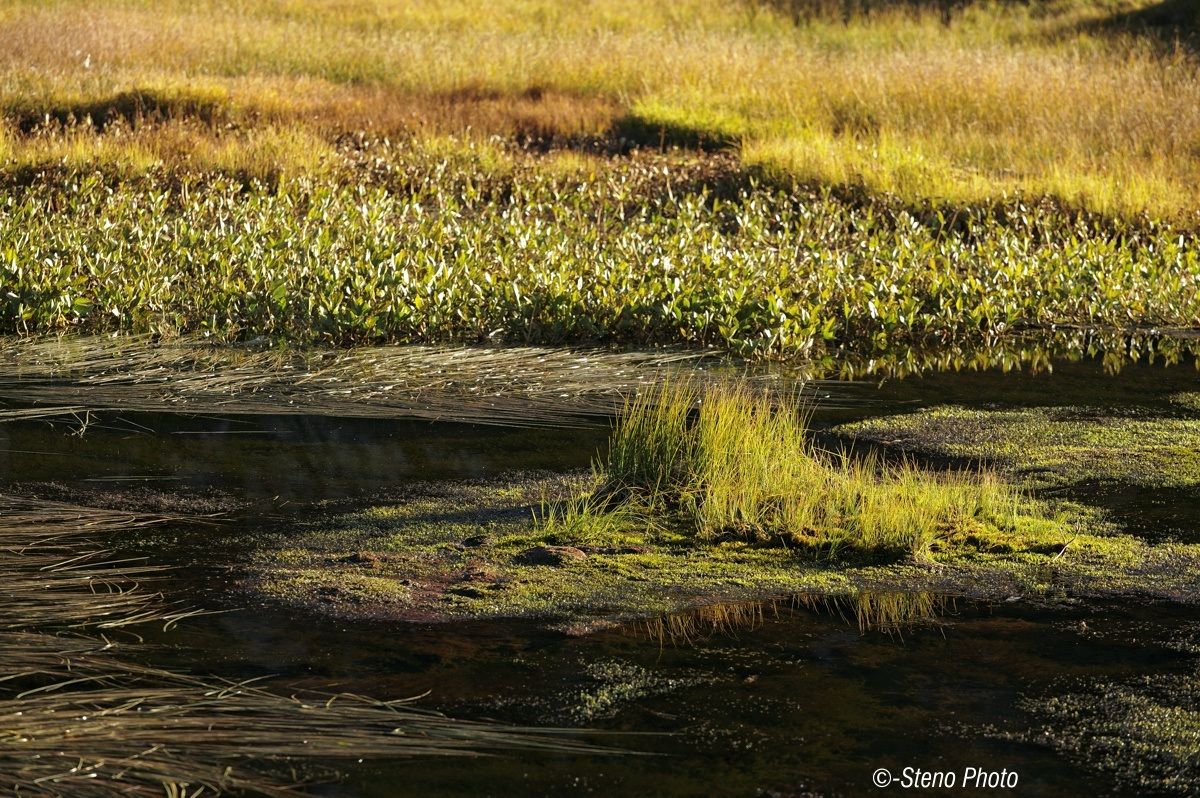 Aquatic grasses grazing light ..