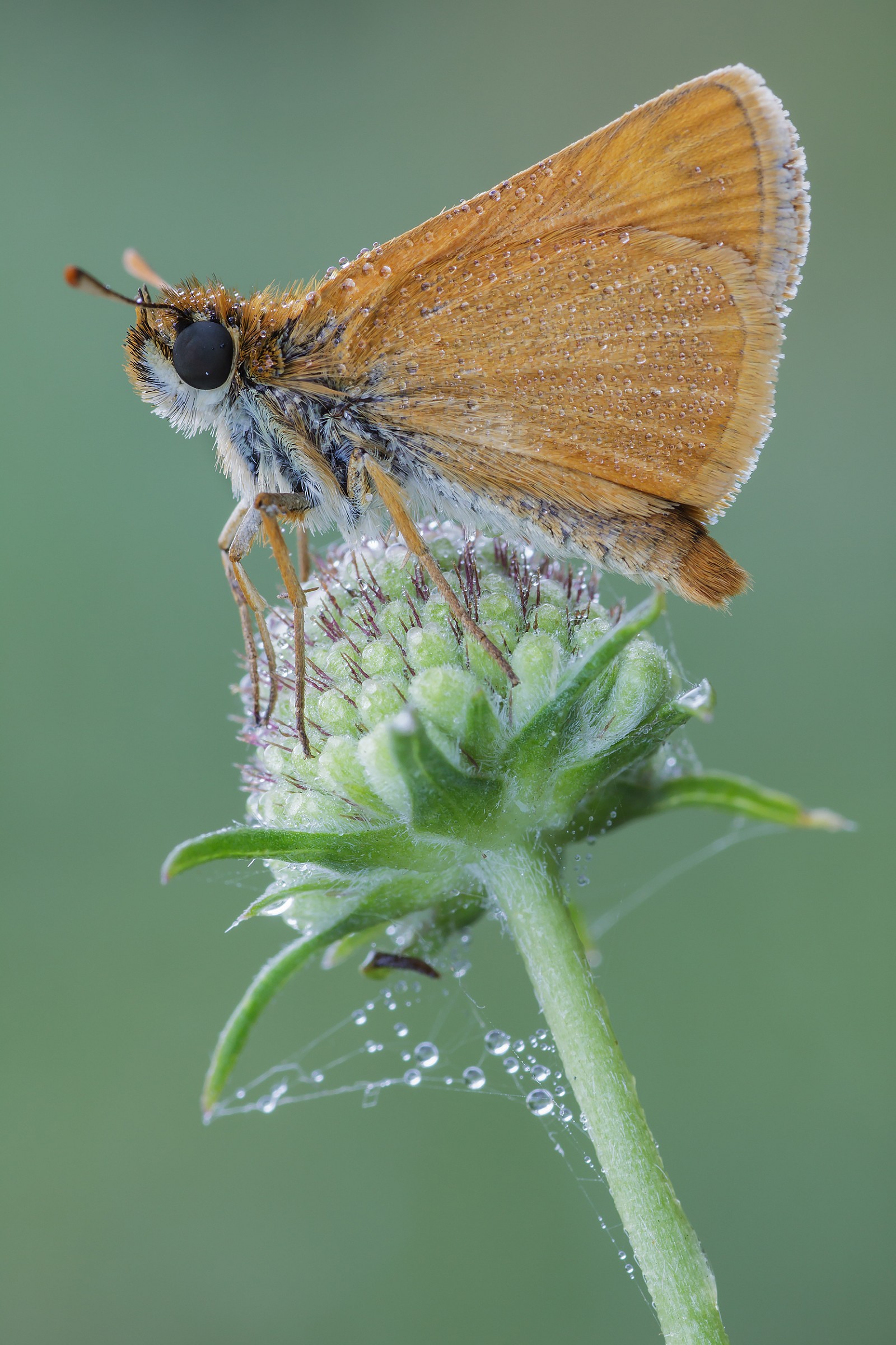 Tymelicus silvestrin