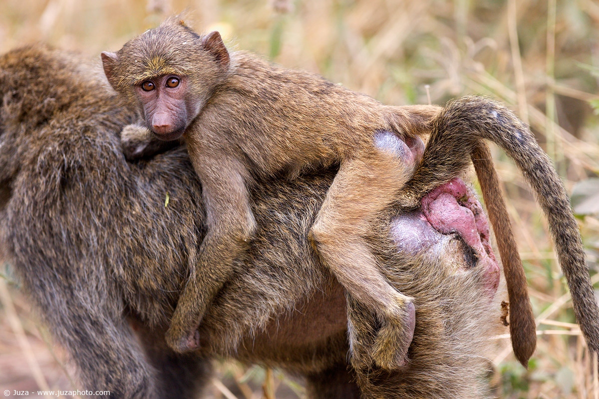 Papio sp. (Babbuino), 007785