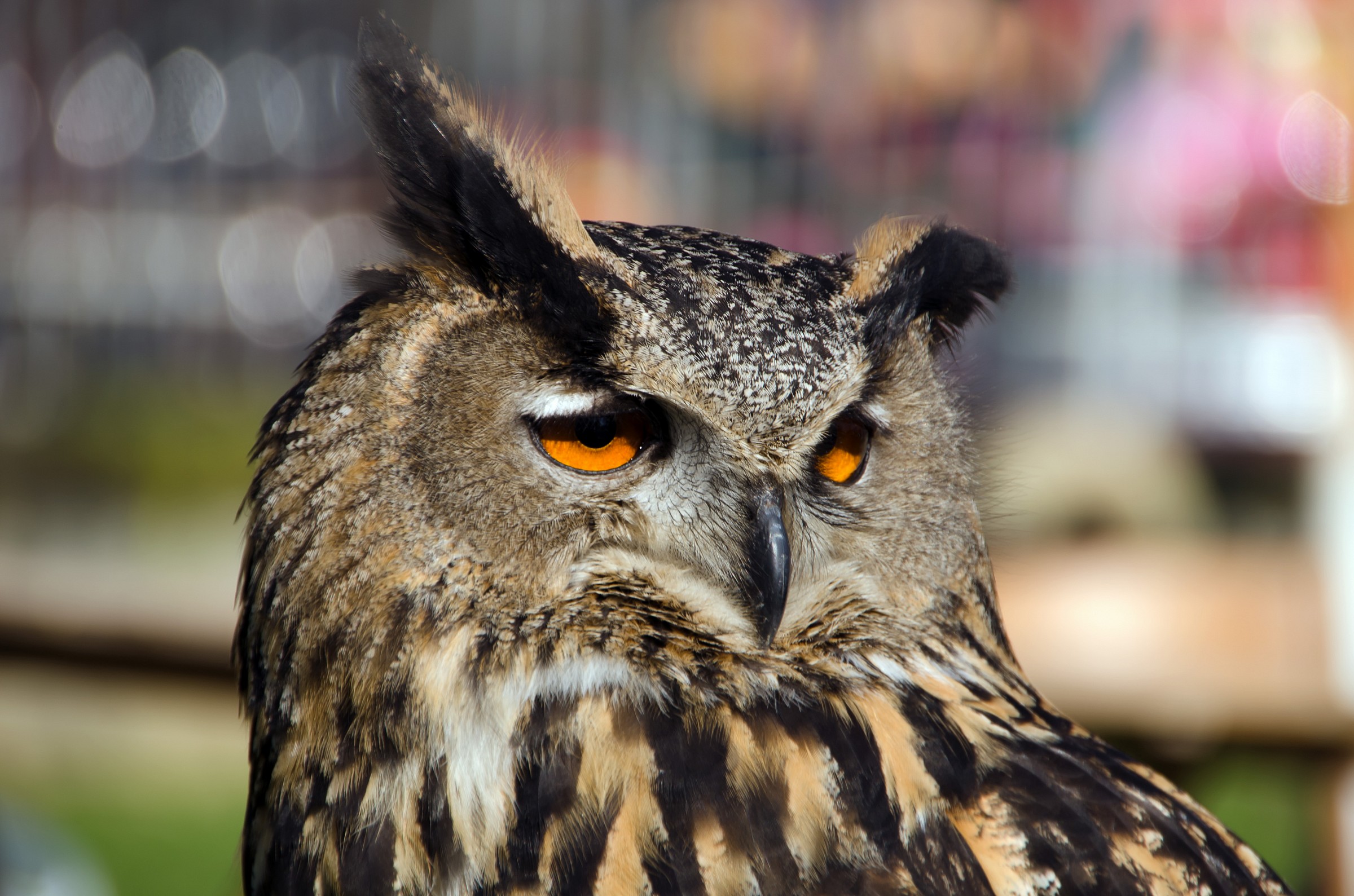 guardami negli occhi