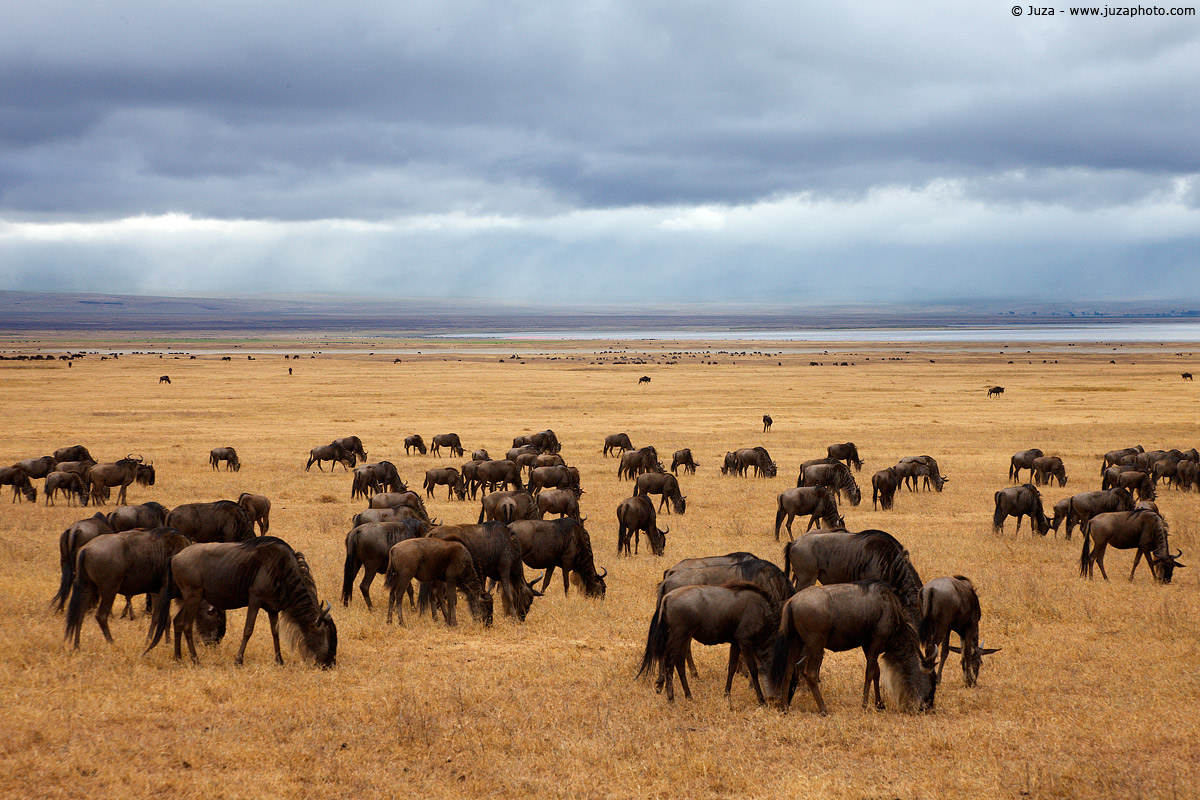 Connochaetes taurinus (Gnu), 007879