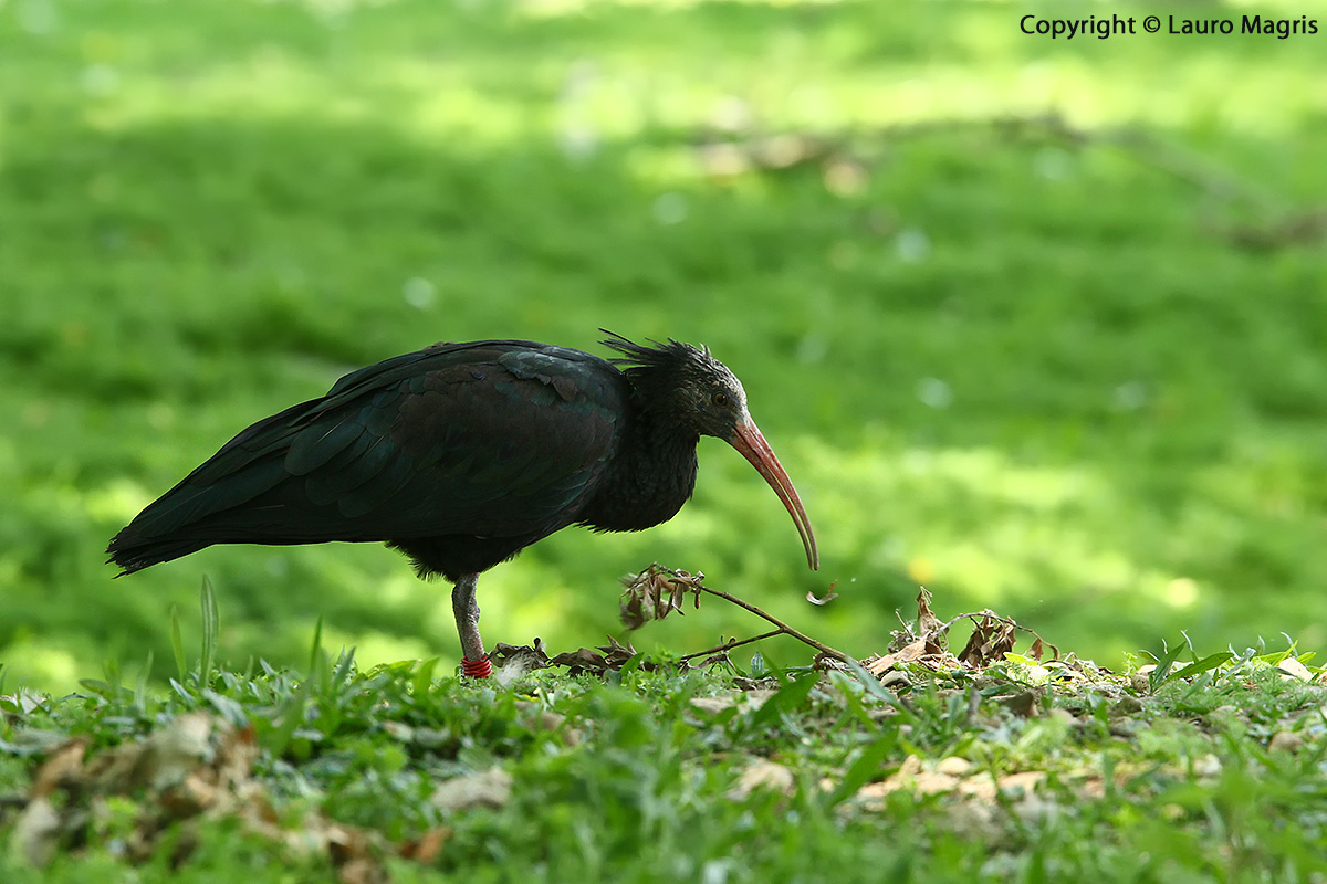 Ibis eremita giardiniere