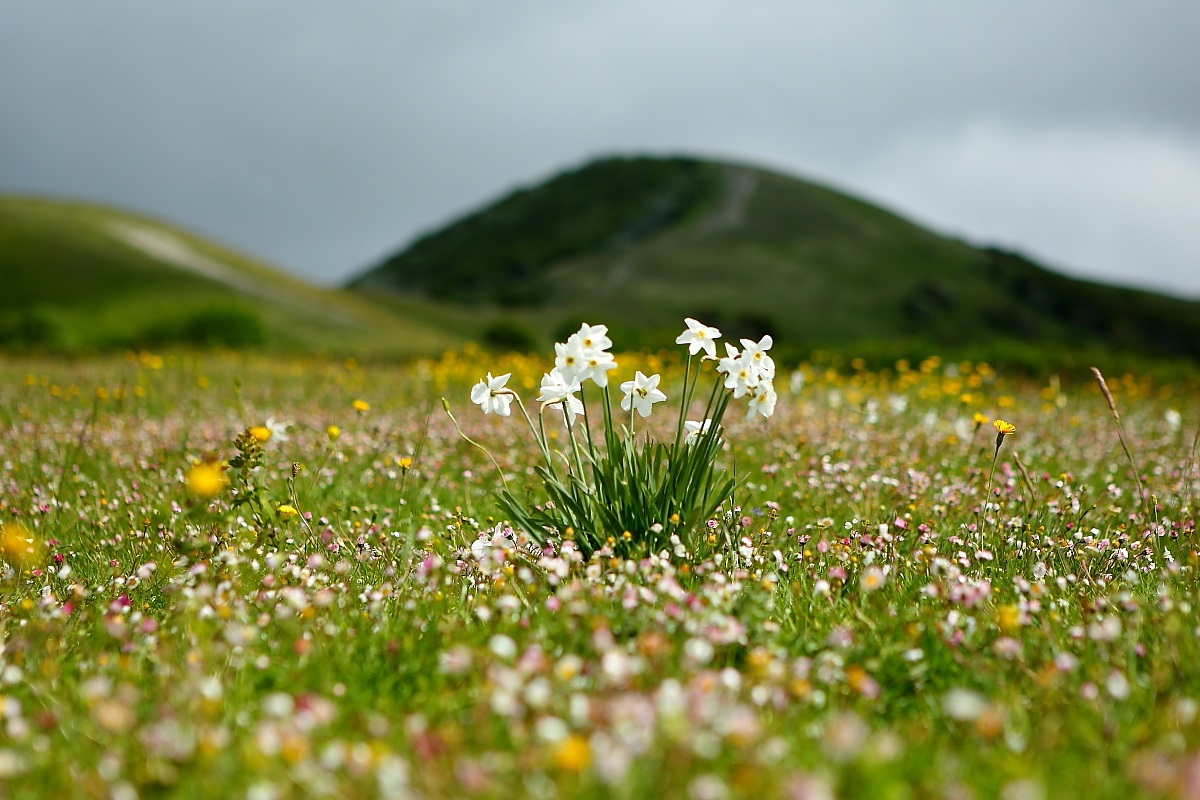 The daffodils in the foreground ...