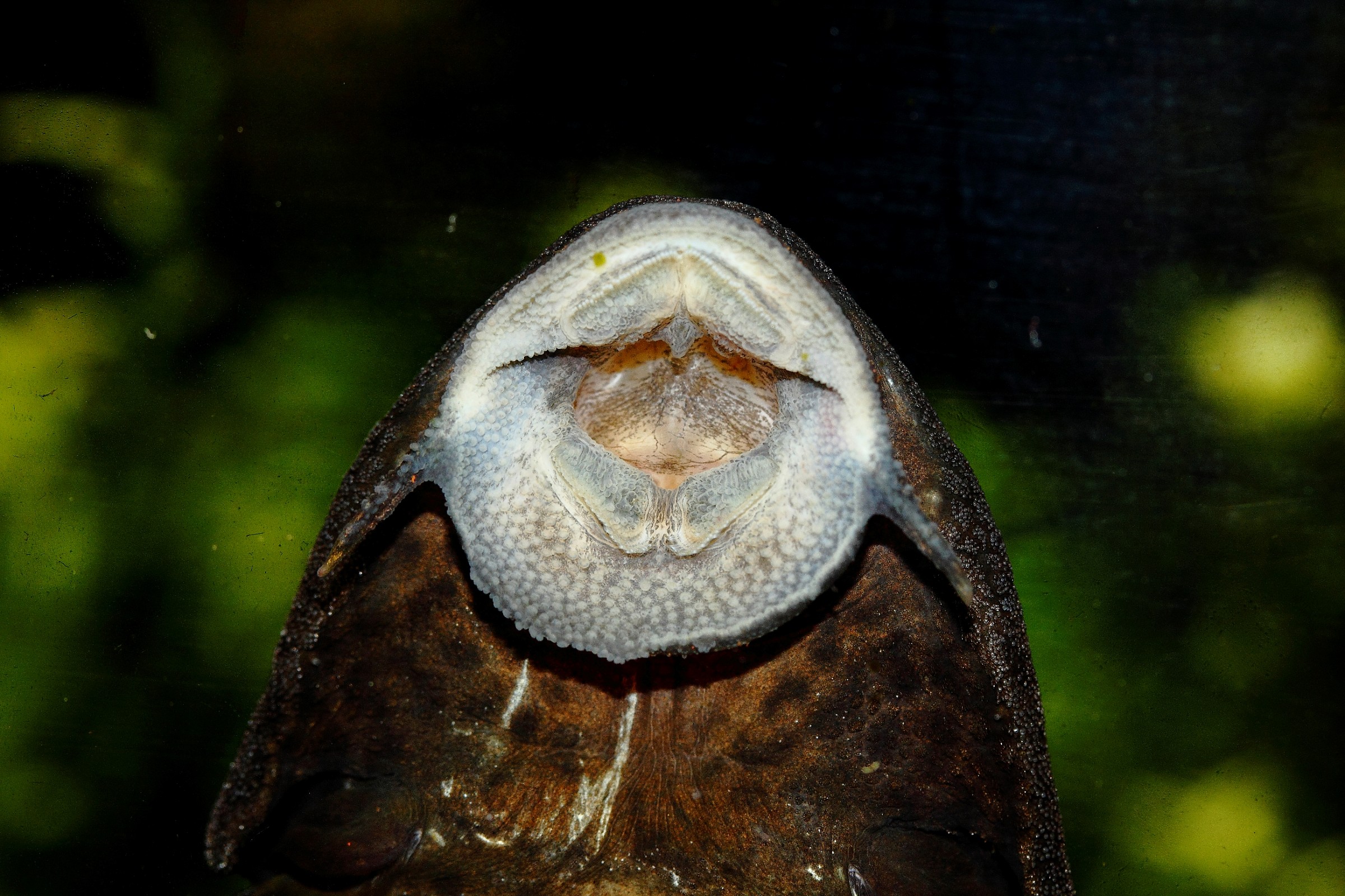 mouth of plecostomus