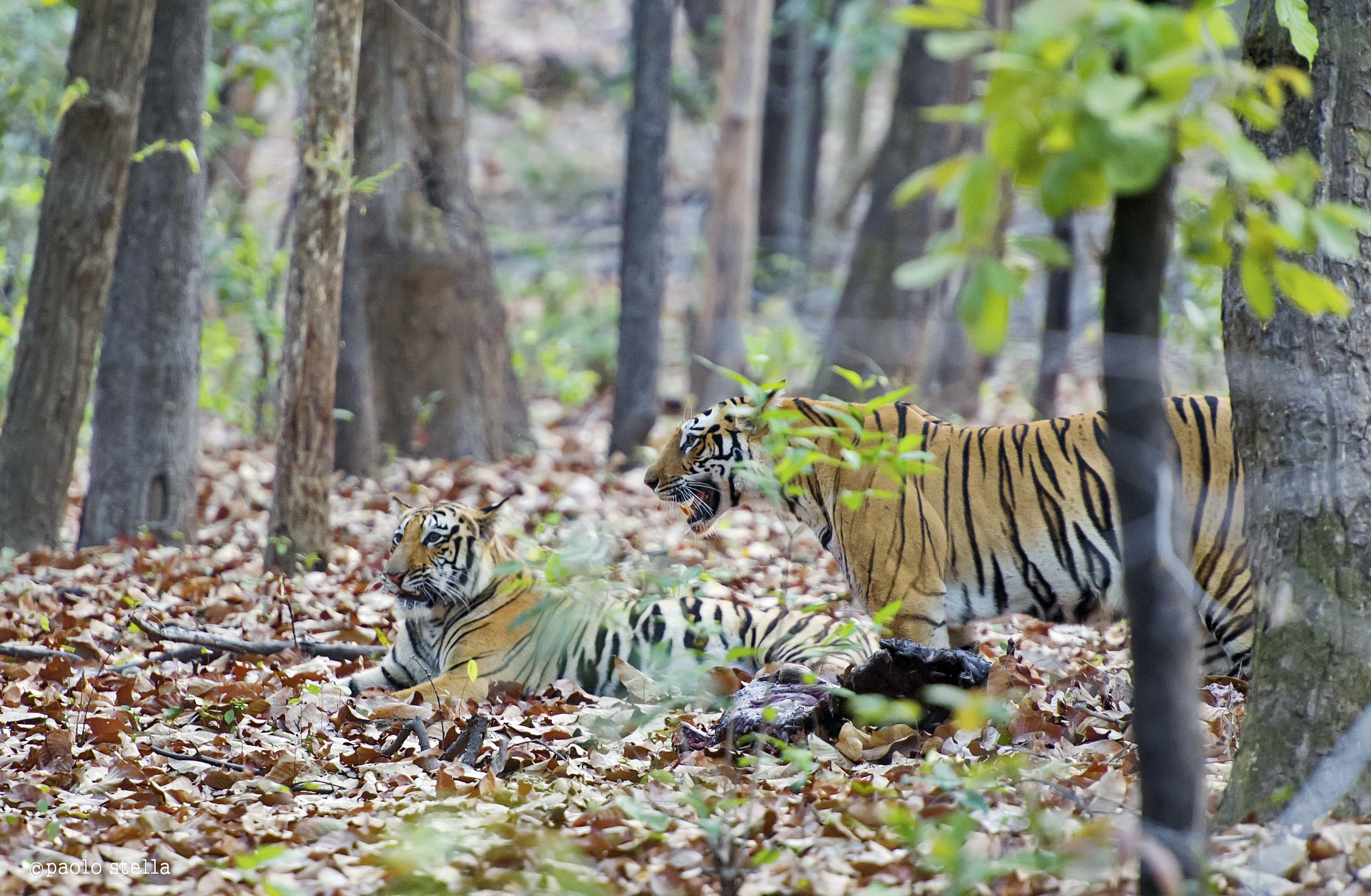 mother and child .....