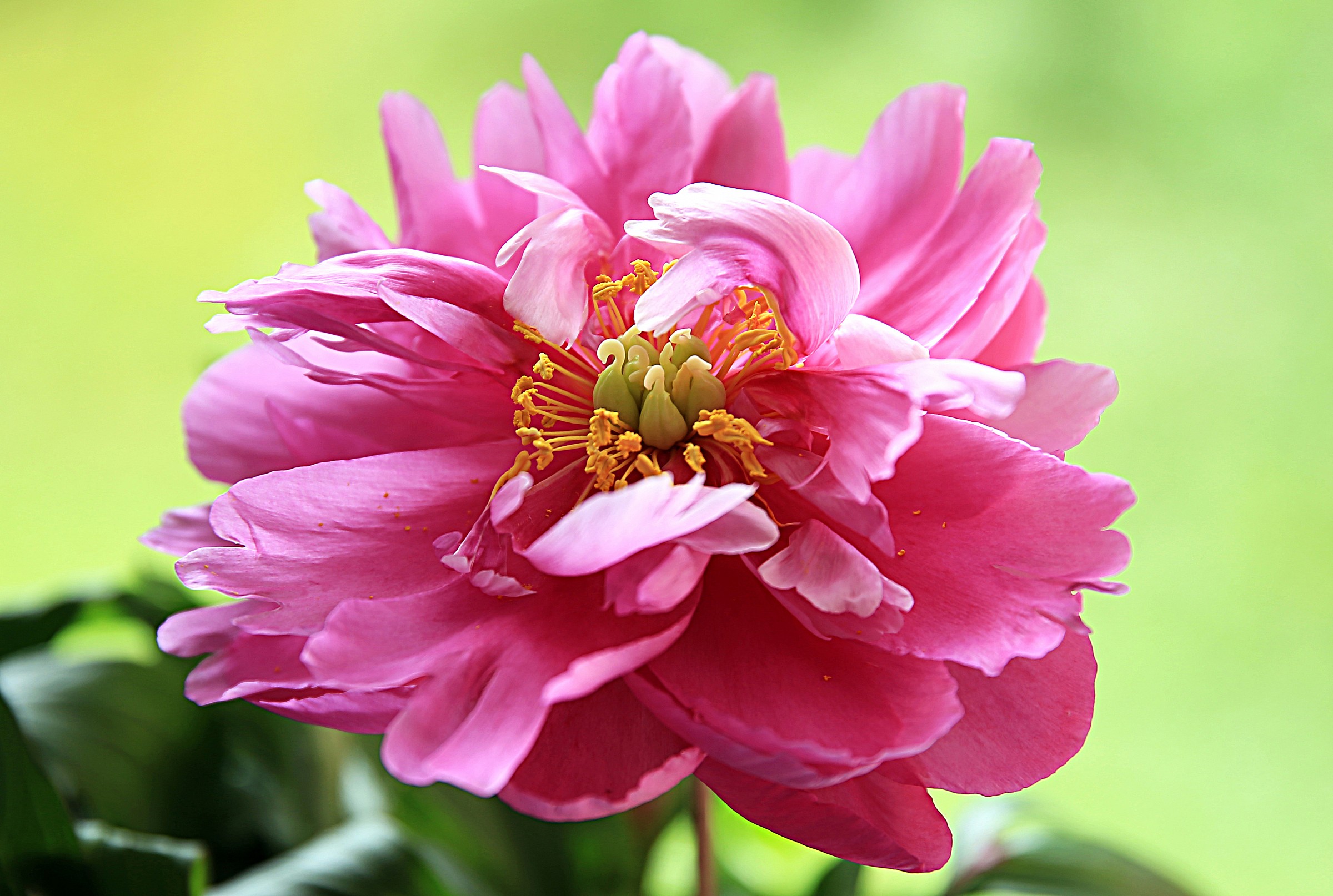 Peonia
