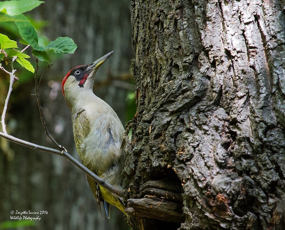picchio verde maschio