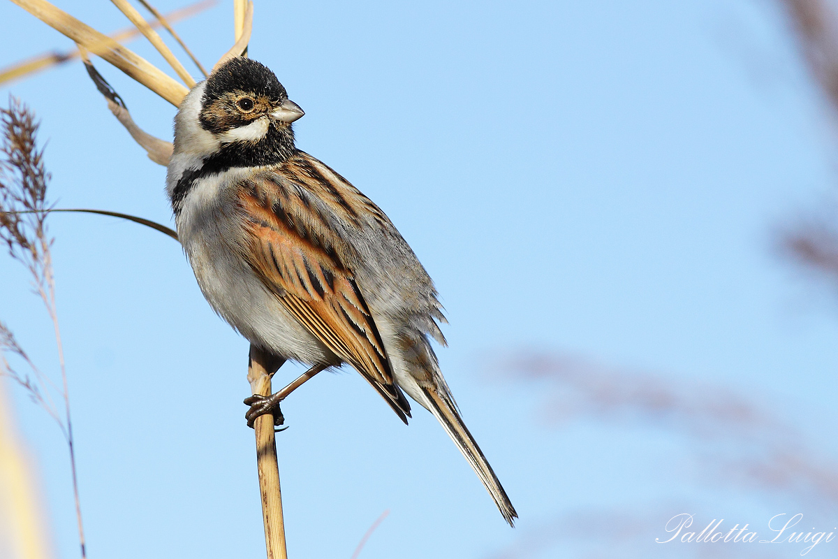 Migliarino di palude(Emberiza schoeniclus)