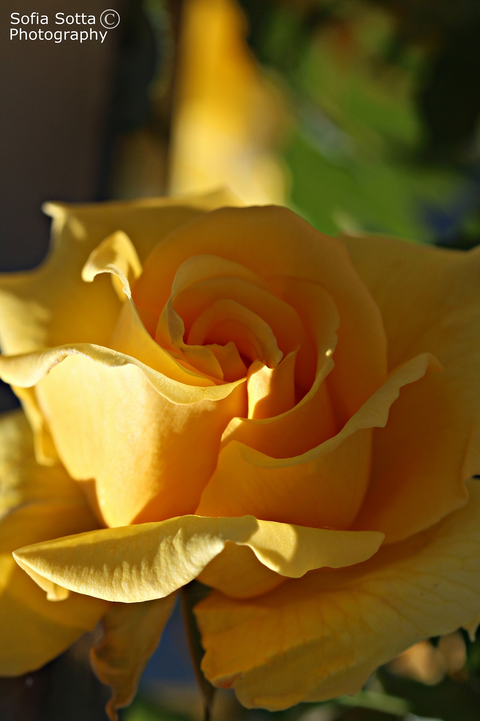 Yellow rose