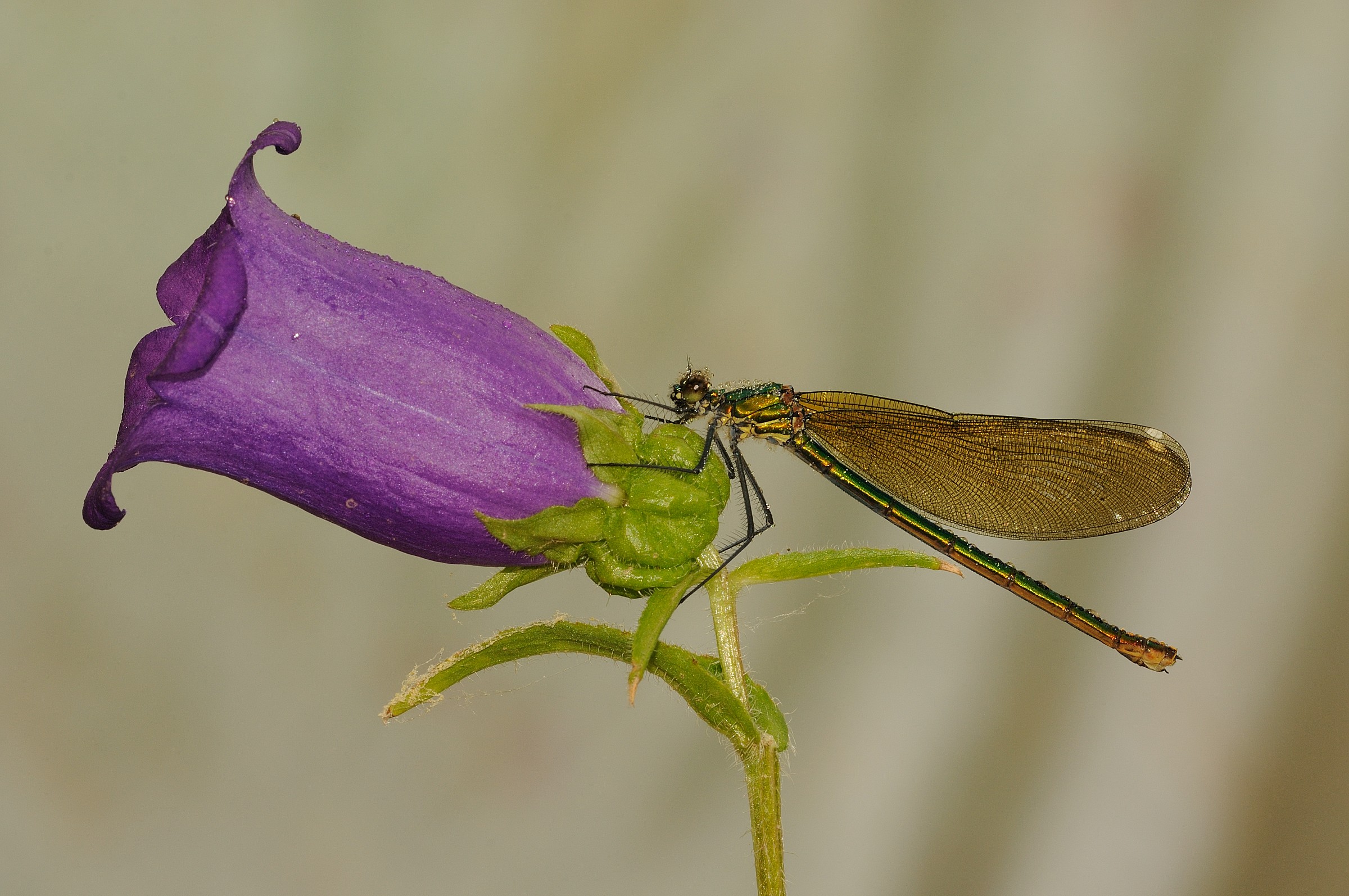 Calopteryx splendens