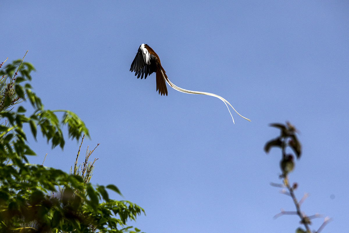 Flycatcher in flight
