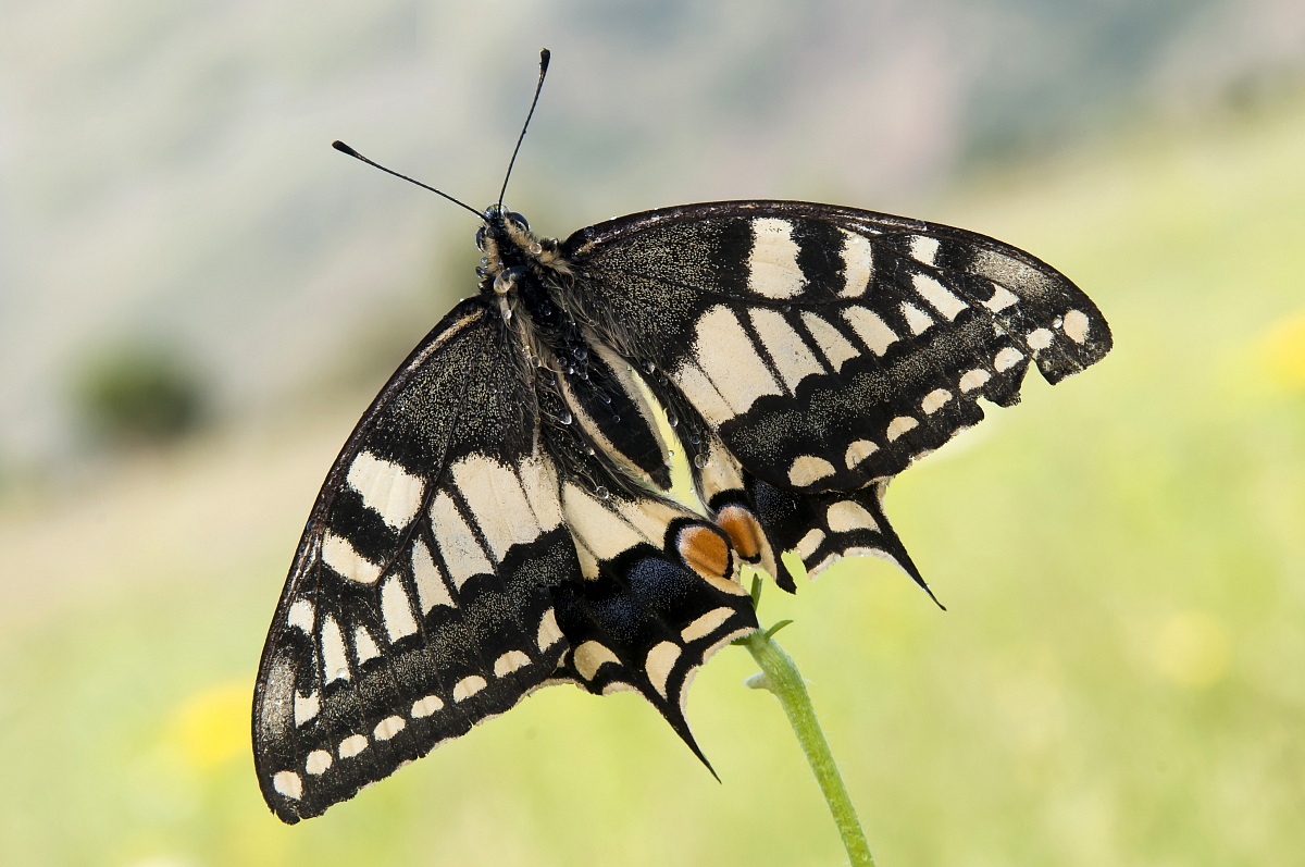 In tutta la sua eleganza