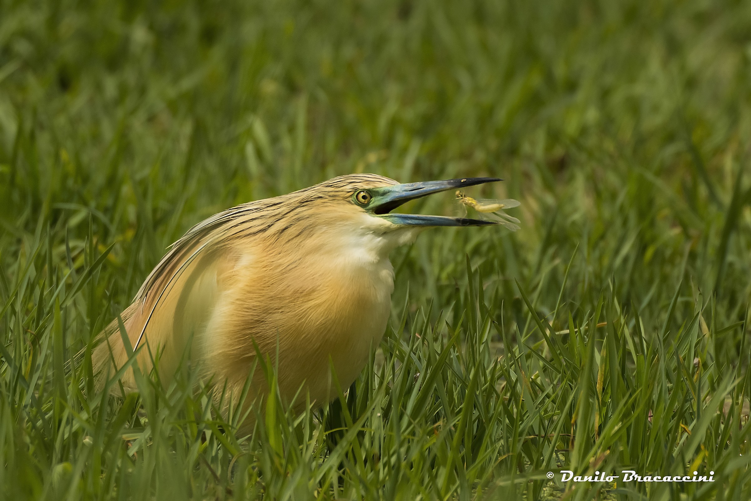 Sgarza con libellula