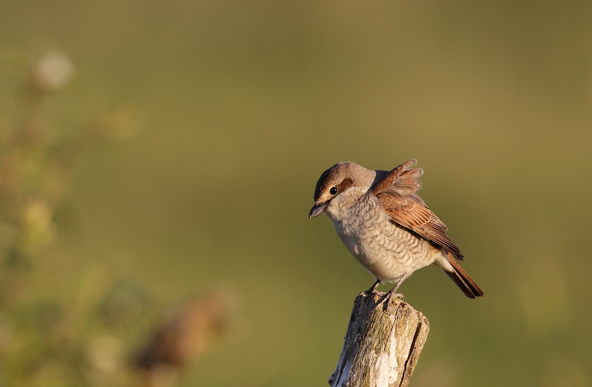pie grièche écorcheur femelle
